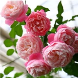 Живая комната саженцы саженцы солнце