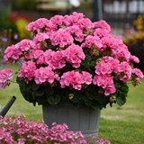 Cold 10 -Year -Sold Cule Big Flower Embos имели цветы и саженцы, бесконечные летние саженцы цветов гортензии, восемь бессмертных цветочных балконов