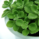 Натыкающие ароматические растения с ароматами ванильные сочные растения комар