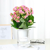 Нежный розовый цветок долголетия (автоматический водопоглощающий таз)