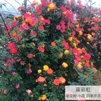 Виноградная радужная (цветет круглый год)