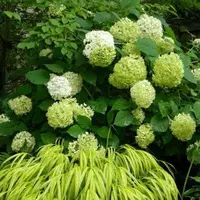 Emerald 10 -Year Seedings полны цветов (купите три, получи один бесплатно)