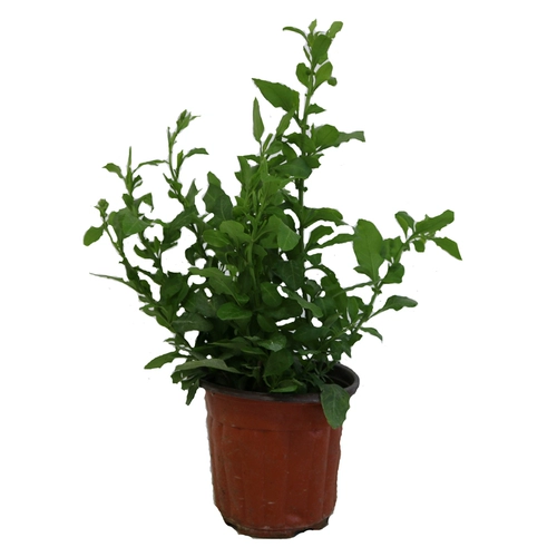 Синие саженцы для саженцев снежинки горшками, цветы на балконе, теплостойкость и хорошая посадка, сад, сад, лазание на лозу, цветы, поднимающиеся в четыре сезона