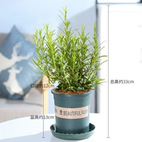 Розмариновая труба [горшок 0,5 галлона]