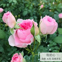 Мое сердце (цветет во все времена года)