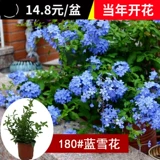 Синие саженцы для саженцев снежинки горшками, цветы на балконе, теплостойкость и хорошая посадка, сад, сад, лазание на лозу, цветы, поднимающиеся в четыре сезона