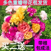 Подсолнечники и саженцы в горшках, почках, красочных лепестках, цветах, цветах, растениях, растениях, балконах, балконах, цветущих четырех сезонов