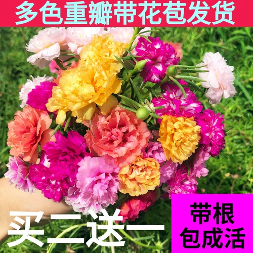 Подсолнечники и саженцы в горшках, почках, красочных лепестках, цветах, цветах, растениях, растениях, балконах, балконах, цветущих четырех сезонов