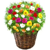 Подсолнечники и саженцы в горшках, почках, красочных лепестках, цветах, цветах, растениях, растениях, балконах, балконах, цветущих четырех сезонов