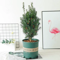 Мандия высотой 30-50 см для доставки фруктов