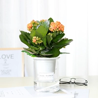 Прекрасный оранжевый цветок долголетия (автоматический водопоглощающий таз)