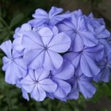 Синие саженцы для саженцев снежинки горшками, цветы на балконе, теплостойкость и хорошая посадка, сад, сад, лазание на лозу, цветы, поднимающиеся в четыре сезона