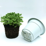 Натыкающие ароматические растения с ароматами ванильные сочные растения комар