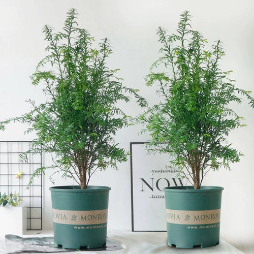 Аутентичная Manlay Red Soy Salva SEDENCINGS