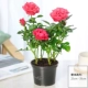 Роза красная роза (оригинальный горшок)