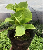 Бесконечные летние саженцы (купи один, получи один, получи один бесплатно)