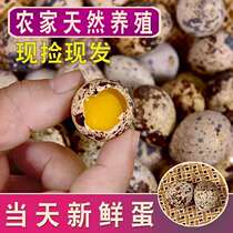Quail eggs Fresh box of farm bird eggs raw specialty nutritious grains Baby authentic complementary food Ecological snacks Special
