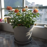 Глобальная эллинальная смола круглый овощи, сочные растения, горшечный лунный зеленый укроп пластиковый балкон -балкон