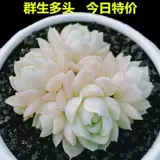 Новые суккуленты для внутреннего и уличного балкона.