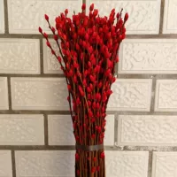 Красная серебряная ива составляет около 60 см. 100 филиалов