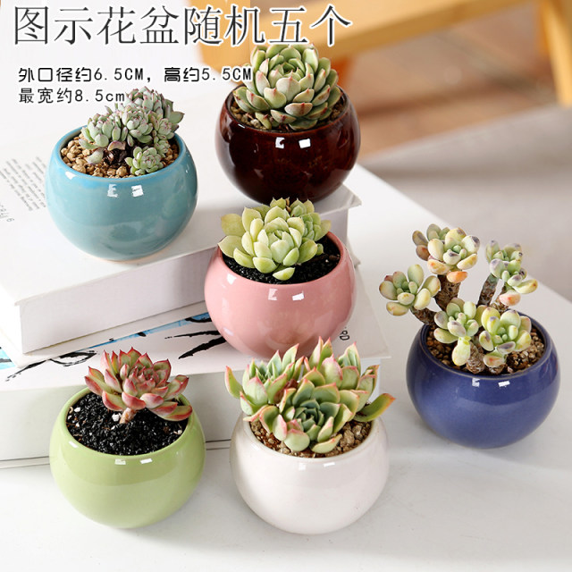 Succulent flowerpot ceramic special price clearance coarse pottery simple household creative size breathable thumb pot potted plant large