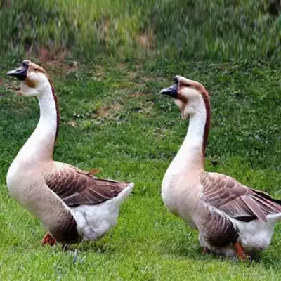 Chaoshan lion-headed goose live large purebred lion-headed goose live super-large lion-headed goose egg fertilized egg can hatch
