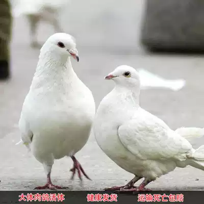 General pigeon live white feather King pigeon live kg pigeon Landing king pigeon Ornamental pigeon Ingot pigeon Live pigeon