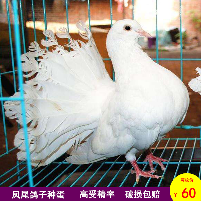 Pigeon breeding eggs Carrier pigeons Meat pigeons Ornamental pigeons Lady pigeons White phoenix-tailed pigeons Hatching fine eggs Young pigeons