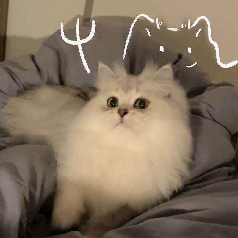 猫矮MAOAI