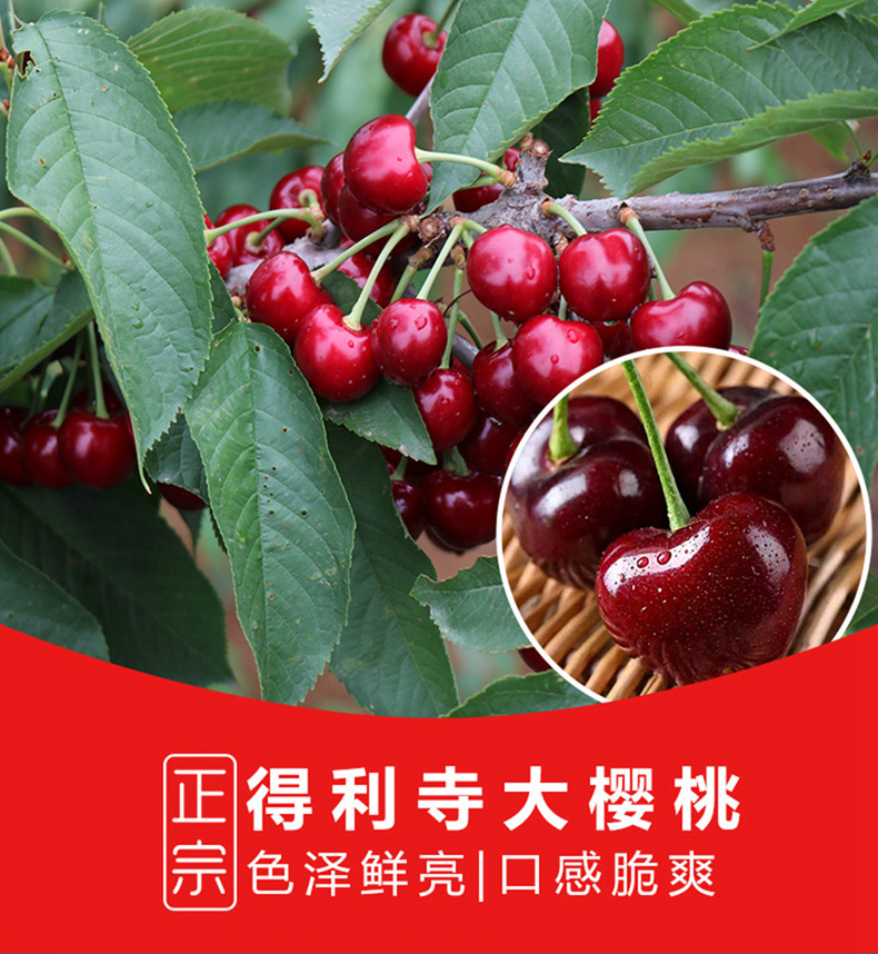 新鲜上市 大连美早大樱桃 2斤 果径26-28mm 图3