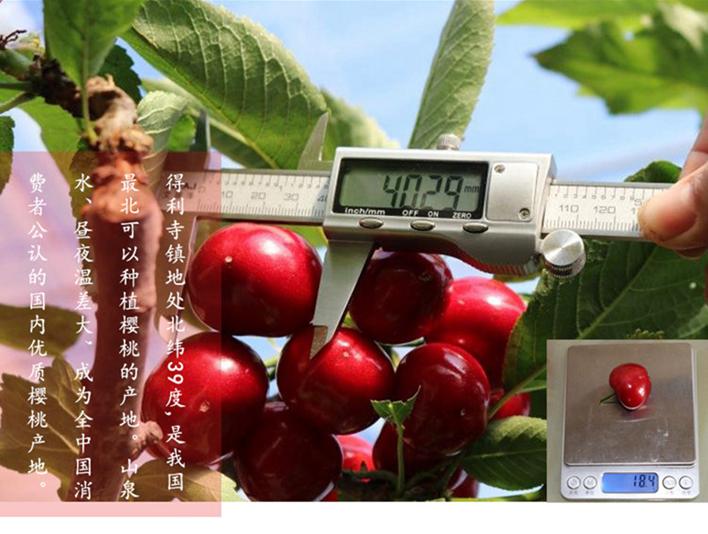 新鲜上市 大连美早大樱桃 2斤 果径26-28mm 图4