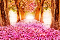 Pink Sakura Avenue 1000