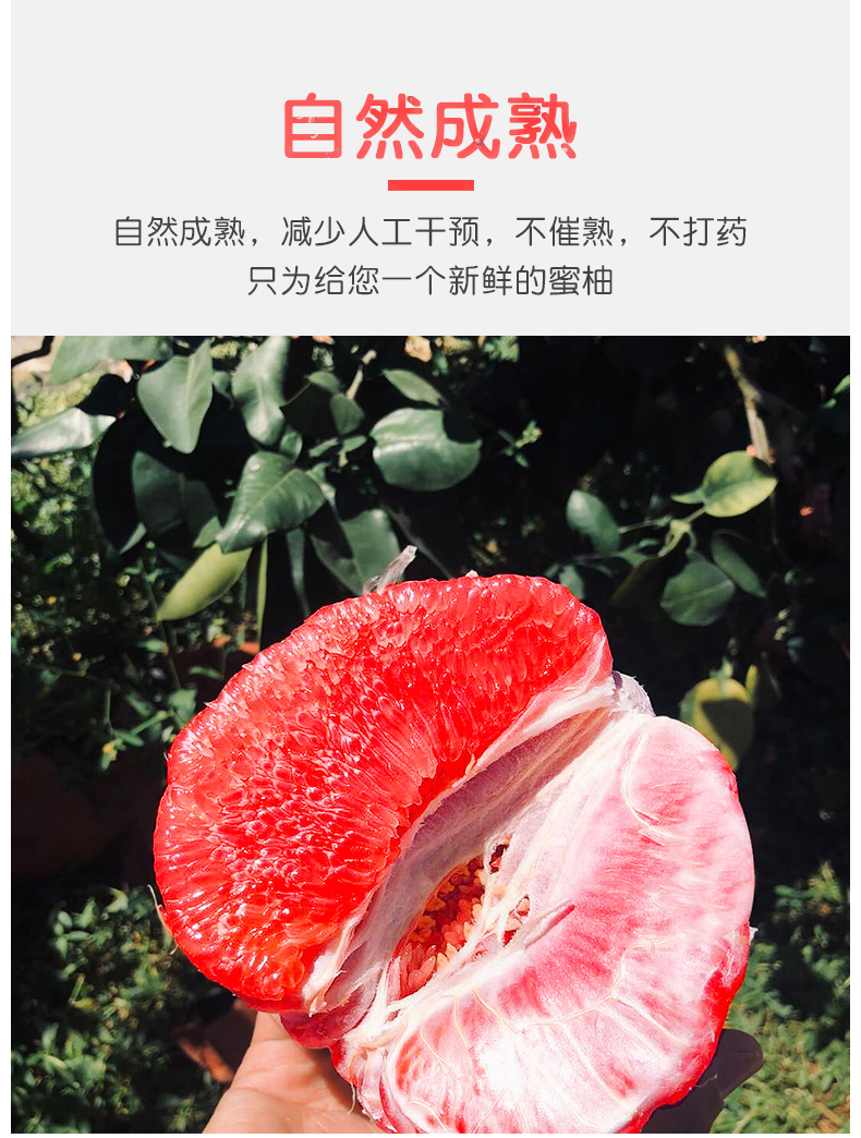 福建平和琯溪蜜柚 红心柚 毛重10斤 约3-5粒 图7