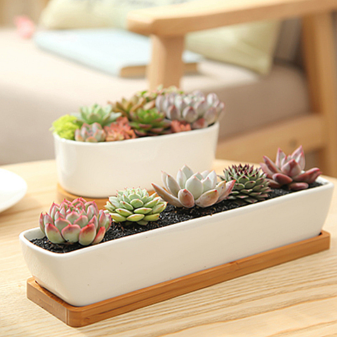 Meaty plant pot ceramic flower POTS, fleshy meat meat flowerpot more meat basin with tray was creative rectangular white porcelain basin