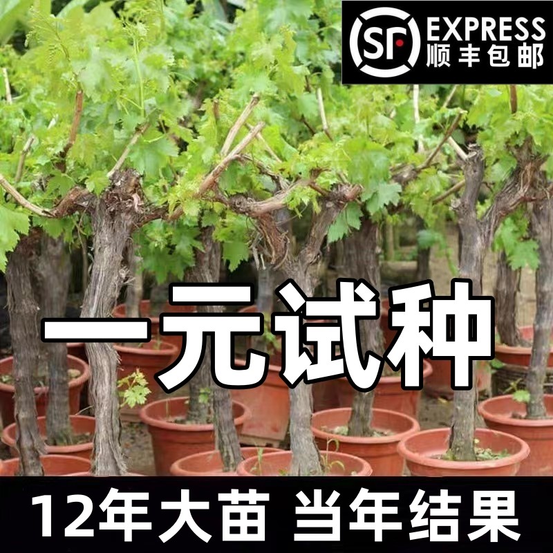 Giant Peak Grape Sapling Sunshine Rose Potted South North Tolerant grape Miao Miao Miao Yard Cultivation Climbing Vine-Taobao