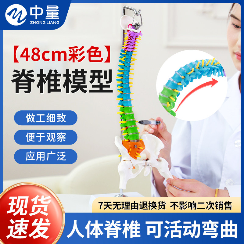 彩色人体脊椎模型关节可活动人体骨骼盆股骨脊柱骨骼腰椎正骨模型