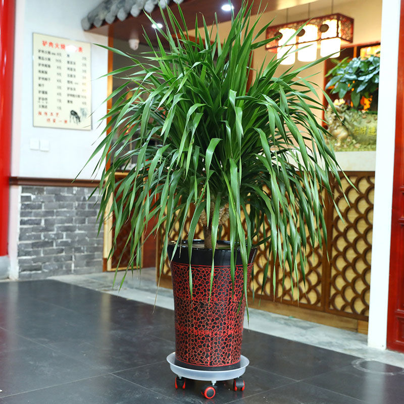 Pulley flowerpot holder thickening resin flower pot tray was universal wheel Pulley flowerpot transparent version a flower pot holder base