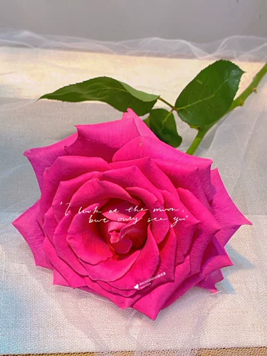 [Высокое качество] [хорошее питание и жаркое] 70 см. Фрейд -одиночная роза