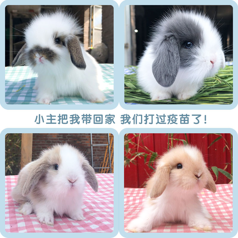 Lop-eared rabbit living Dutch pet rabbit living creature small body size small white rabbit dwarf cup cover face cat cat