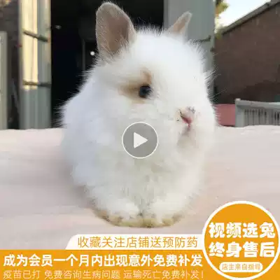 Net Red pet living things don't grow small teacup pygmy Angola cover face cat cat rabbit hanging-eared white rabbit living