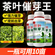 Tea oxytocin foliar fertilizer tea tree tea tree germination agent growth promoter multiple buds buds buds buds buds buds and growth hormone production