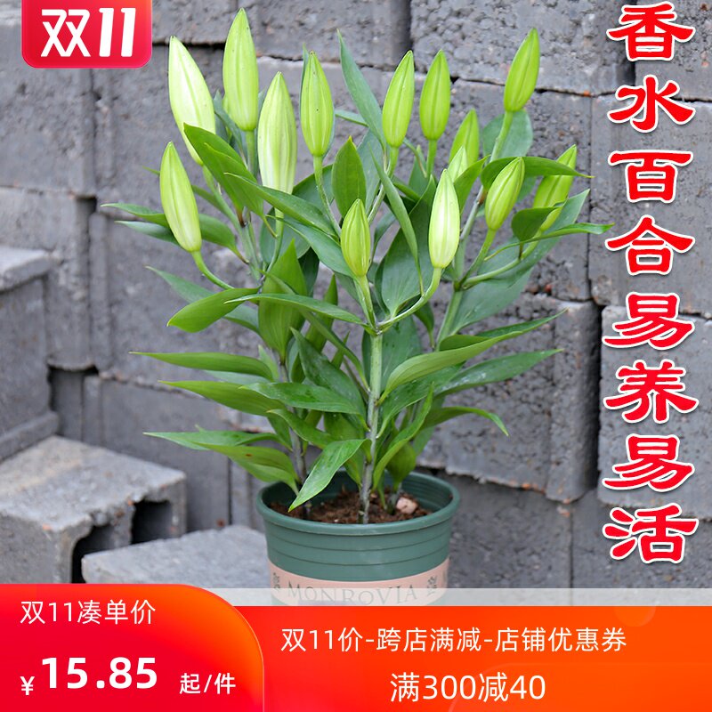 百合种球四季浓香多苞植物花种子春秋带芽好养香水百合花种球盆栽易活