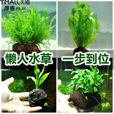 Lazy aquatic plant living fish tank water tank decoration landscaping package freshwater plant Moss sunken wood water Banyan novice planting