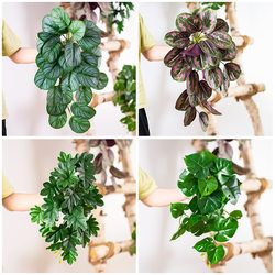 Green Radish, Apple, Arrowroot, Leafy Green Plants, Artificial Flowers, Simulated Begonias, Tropical Rainforest Decoration, Forest-Style Landscaping, Simulated Plants