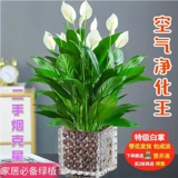 Растения в горшках с белыми пальмами просты в жизни и в них легко плавать. Гидропонные растения в офисе. Цветы и зеленые растения. Цветы антуриума выращиваются на гидропонике и цветут в любое время года. 𫔭Цветы