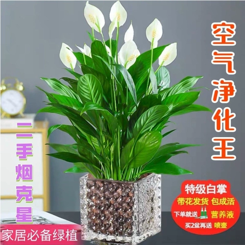 Растения в горшках с белыми пальмами просты в жизни и в них легко плавать. Гидропонные растения в офисе. Цветы и зеленые растения. Цветы антуриума выращиваются на гидропонике и цветут в любое время года. 𫔭Цветы