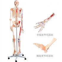 Human skeletal model muscle starting and ending point ligament rehabilitation teaching 1:1 dynamic joint activity color simulation bone