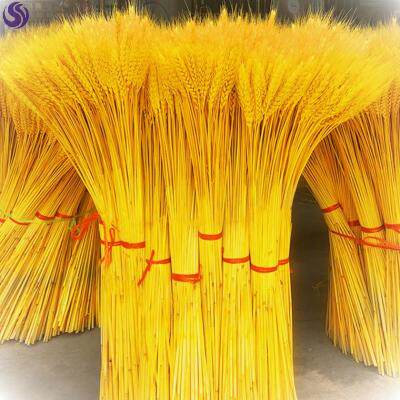 Dried Flowers Wheat Ears Natural Dry Flower Wheat Opening Doorway Decorated Ground Golden Barley Pendulum to shoot props bouquet