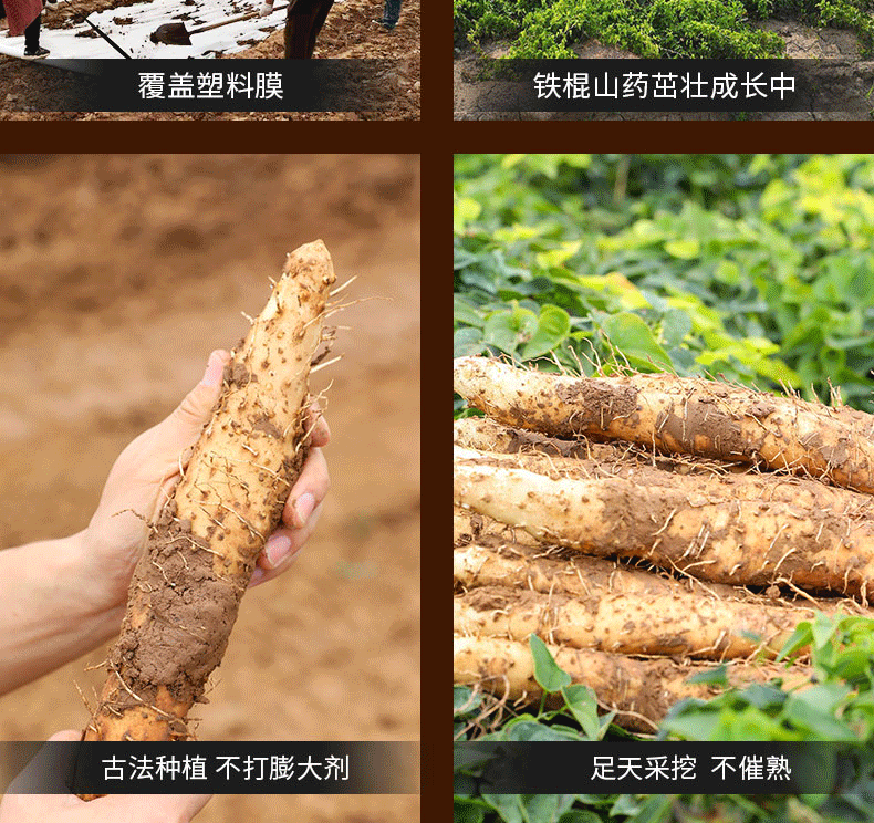 【官方旗舰店】焦作卢土机铁铁棍山药