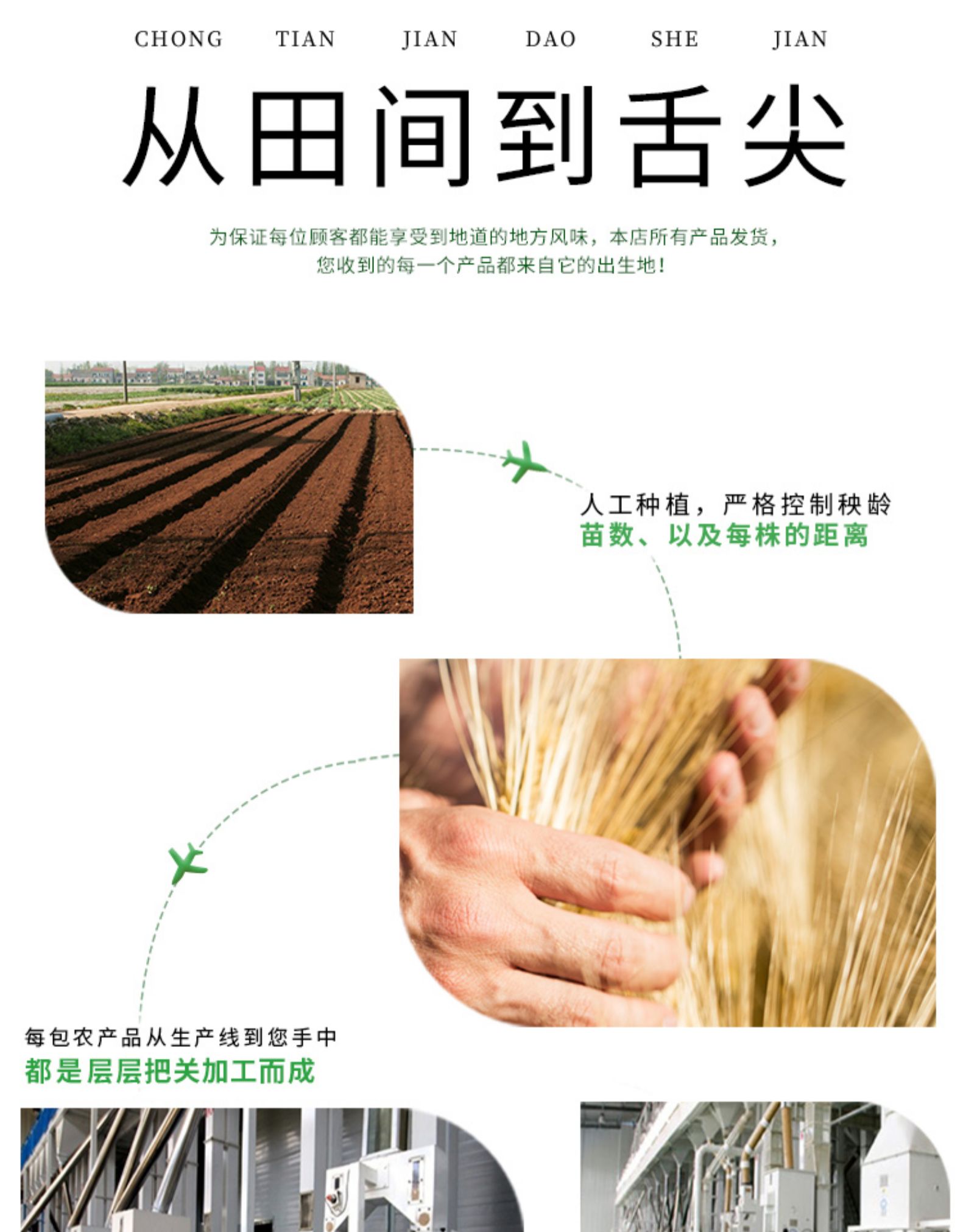 可熬出油 谷乐松 山西沁州黄小米 5斤 图6